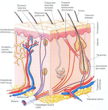 Кожа состоит из двух слоев: ЭПИДЕРМИСА и ДЕРМЫ